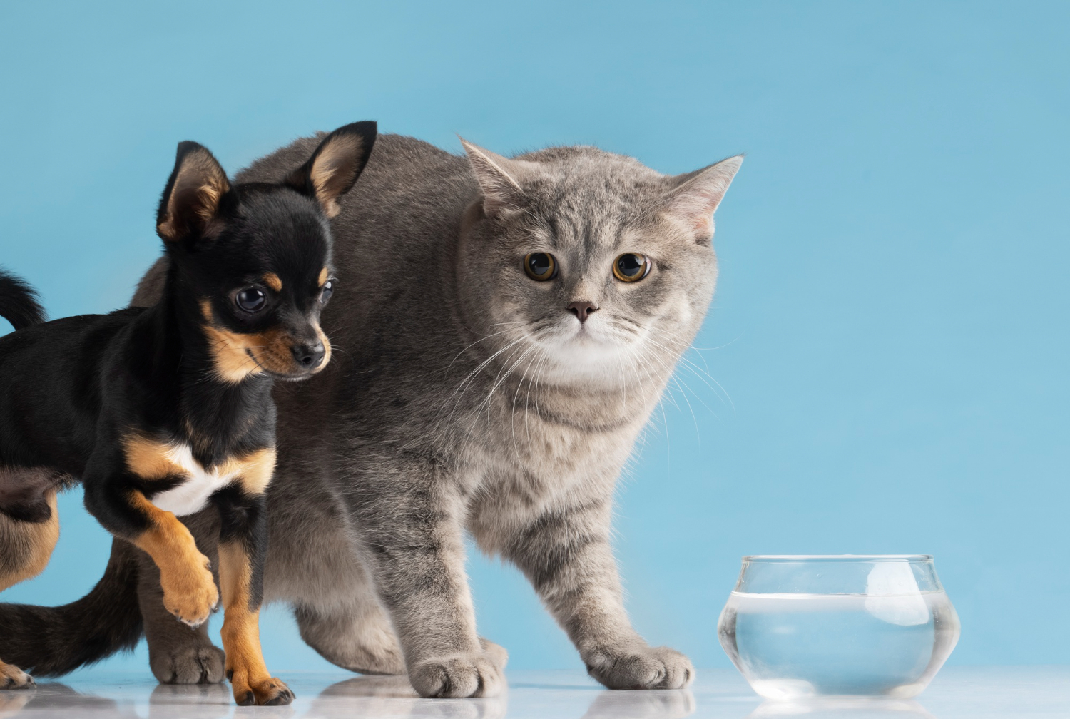 Veterinarian in Darlington, SC